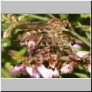 Tolmerus sp - Raubfliege 03 11mm.jpg